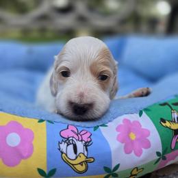Snowy - Piebald female Dachshund puppy in Lady Lake, Florida from K Rae's Dachshunds