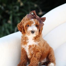 Lewis - Red  male Goldendoodle puppy in Rio Linda, California from GoldendoodlePaw