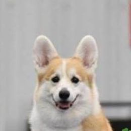 Pembroke Welsh Corgis from Emerald Hill Pembroke Welsh Corgis