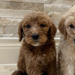 Goldendoodles from Texas Doodles