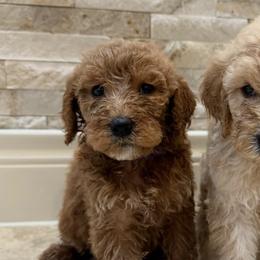 Goldendoodles from Texas Doodles