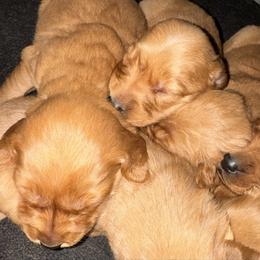 Lava Boy 5 - Dark golden male Golden Retriever puppy in Fort Morgan, Colorado from Golden Girls Kennels, LLC