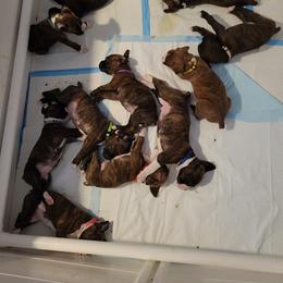 Boxer Puppies from Keen Boxers