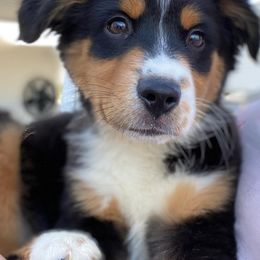 Miniature Australian Shepherds from McCleary Livestock