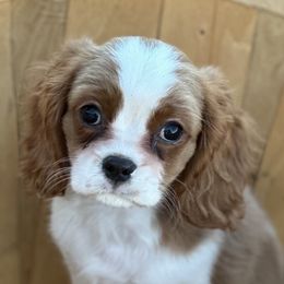 Champ - Cavalier King Charles Spaniel puppy from Kate’s Cavaliers