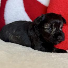 Calliope - Black female Miniature Schnauzer puppy in Independence, Missouri from Crown Schnauzers KC