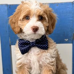 Romeo - Red  male Goldendoodle puppy in Fayetteville, Georgia from Darling Doodles