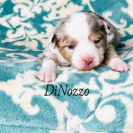 Miniature Australian Shepherd and Toy Australian Shepherd Puppies from Ramblin’ Rose Aussies