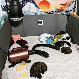 Poodle Puppies from Pantheon Poodles
