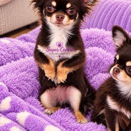 Chihuahua Puppies from Sugar Cookie Chihuahuas