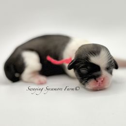 Brindle and White Female - Red Collar - Brindle and white female Shih Tzu puppy in Crawfordsville, Indiana from Swaying Sycamore Farm