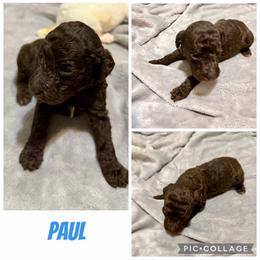 Paul - Brown male Poodle puppy in Piqua, Kansas from Legacy Farms Standard Poodles