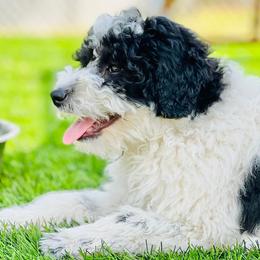 Moo Moo - Goldendoodle