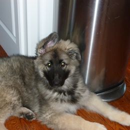 Shiloh Shepherd Puppies from Solace Shilohs