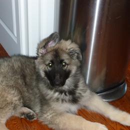 Shiloh Shepherd Puppies from Solace Shilohs