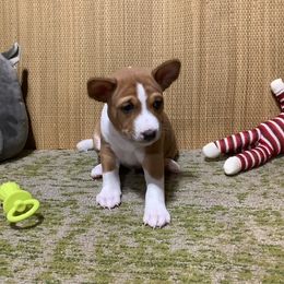 Zumba - Red and white male Basenji puppy in New Albany, Indiana from My African Gems