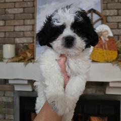 Flower - Black and white female Shichon puppy in Bradford, Ohio from Ted E. Bear Patch