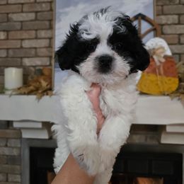 Flower - Black and white female Shichon puppy in Bradford, Ohio from Ted E. Bear Patch
