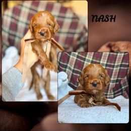 Nash - Red  male Goldendoodle puppy in New Harmony, Indiana from Cottonwood Farms