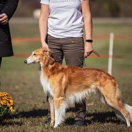 Mudis and Silken Windhounds from Oak & Soul (Oak Creek) Silken Windhounds and Mudi