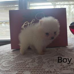Boy 5 - Cream male Pomeranian puppy in Tabor City, North Carolina from Southern Palmetto Pomeranians