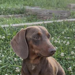 Dachshund All Grown Up from Kayla Lester