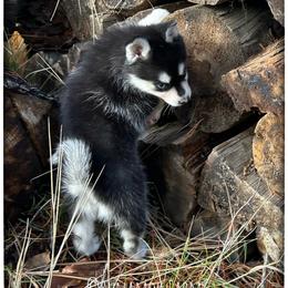 Runamok Midnight Masquerade (aka Masque) - Black and white female Pomsky puppy in St. Maries, Idaho from Runamok Farm