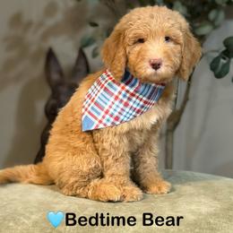 Bedtime Bear- Light Blue Collar - Apricot male Goldendoodle puppy in Bay City, Texas from Charming Doods Goldendoodles