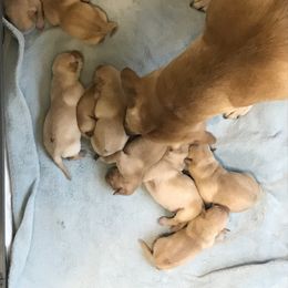 Labrador Retriever Puppies from Sycamore Kennels