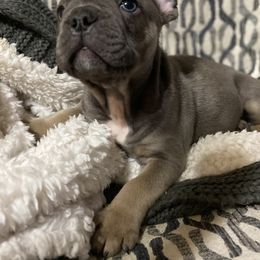 Boy 1 - French Bulldog puppy in Illinois from Muddy River Frenchies