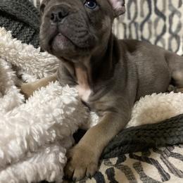 Boy 1 - French Bulldog puppy in Illinois from Muddy River Frenchies