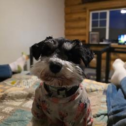 Izzy - Miniature Schnauzer
