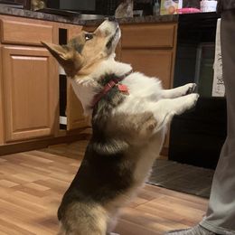 American Corgis from Hoppin’ B Corgis