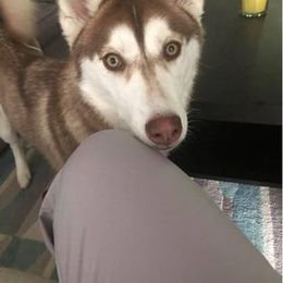 Siberian Husky All Grown Up from The Husky Barn