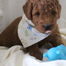 Bernedoodle, Goldendoodle, and Poodle Puppies from Raintree Standard Poodles & Mini Doodles