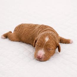 Mary Elizabeth (Maggie) - Red  female Goldendoodle puppy in Rocky Point, North Carolina from CelticDoods