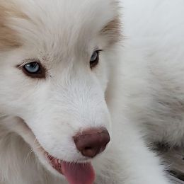Cavalier King Charles Spaniels and Siberian Huskies from Southern Edge Kennel