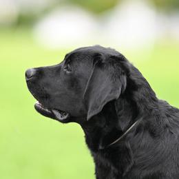 Ted - Labrador Retriever