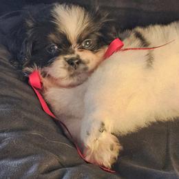 Pinto Bean - Black and tan male Tibetan Spaniel puppy in Vancouver, Washington from Trillium Tibetan Spaniels