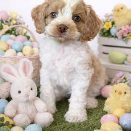 Gumdrop - Red and white male Cockapoo puppy in Pledger, Texas from Sugarbear Cockapoos
