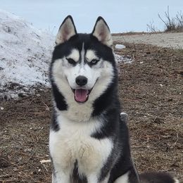 Siberian Huskies from Kalpana Siberians