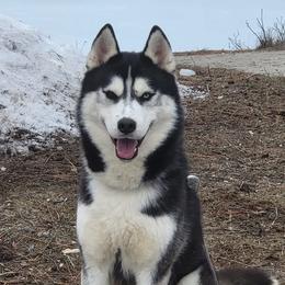 Siberian Huskies from Kalpana Siberians