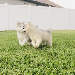 Siberian Husky Puppies from Nykah Siberians