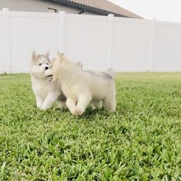 Siberian Husky Puppies from Nykah Siberians
