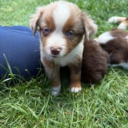 Daisy - Red merle female Miniature Australian Shepherd puppy in Marion, Michigan from Highland Hills Mini Aussies