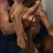 GreenGirl - Mahogany female Irish Setter puppy in Longview, Washington from Royal Redheads Irish Setters