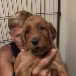 GreenGirl - Mahogany female Irish Setter puppy in Longview, Washington from Royal Redheads Irish Setters