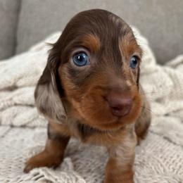 Chocolate Tan Dapple 2 - Dapple male Dachshund puppy in Mesa, Arizona from Ruby Desert Doxies