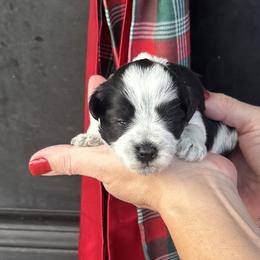 Light pink girl - Parti female Miniature Schnauzer puppy in Oneonta, Alabama from Murphree Valley Kennels