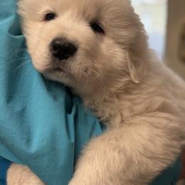 Buck - White male Maremma Sheepdog puppy in Kalamazoo, Michigan from Wild at Farm